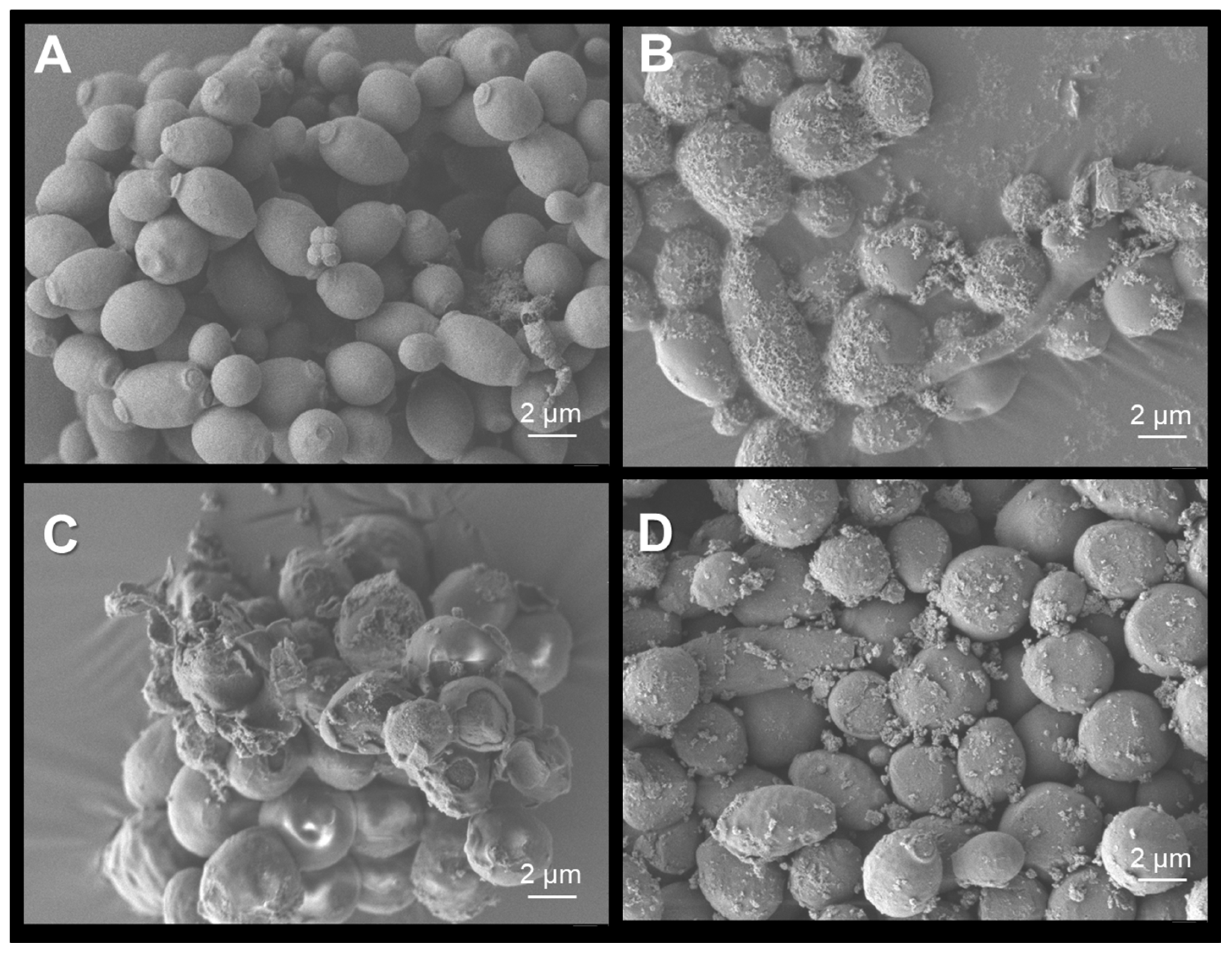 Coatings 15 00968 g010 Coatings 15 00968 g010