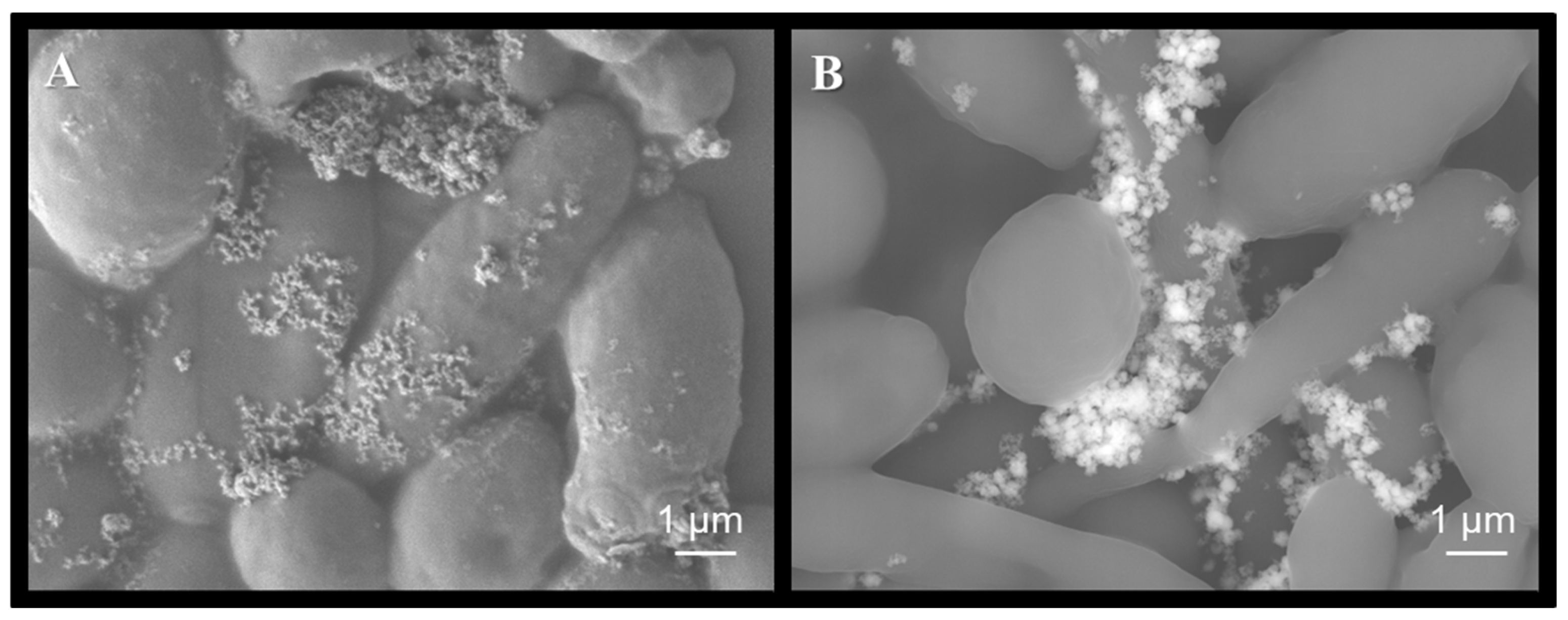 Coatings 15 00968 g011 Coatings 15 00968 g011