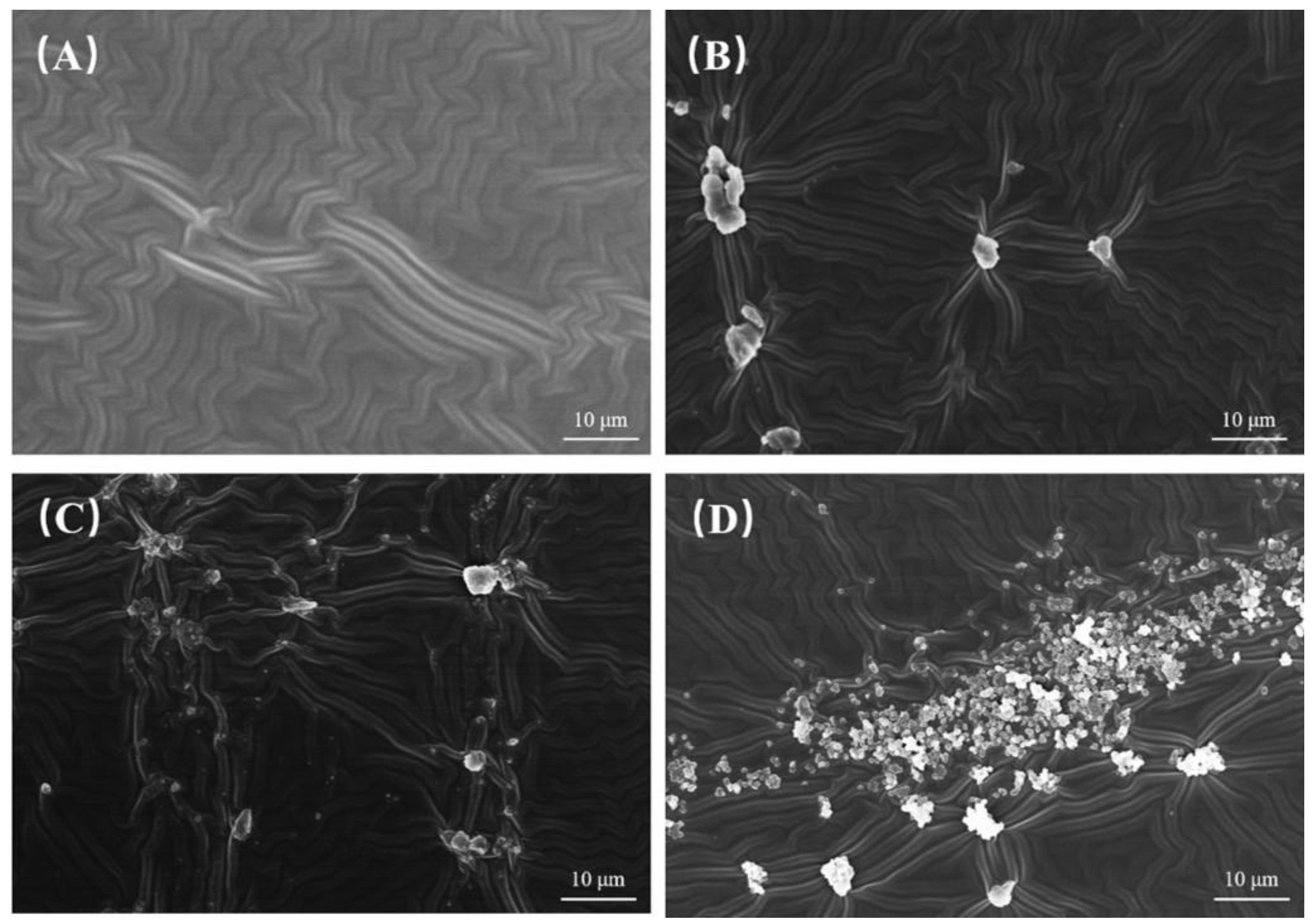 Coatings 15 00979 g003