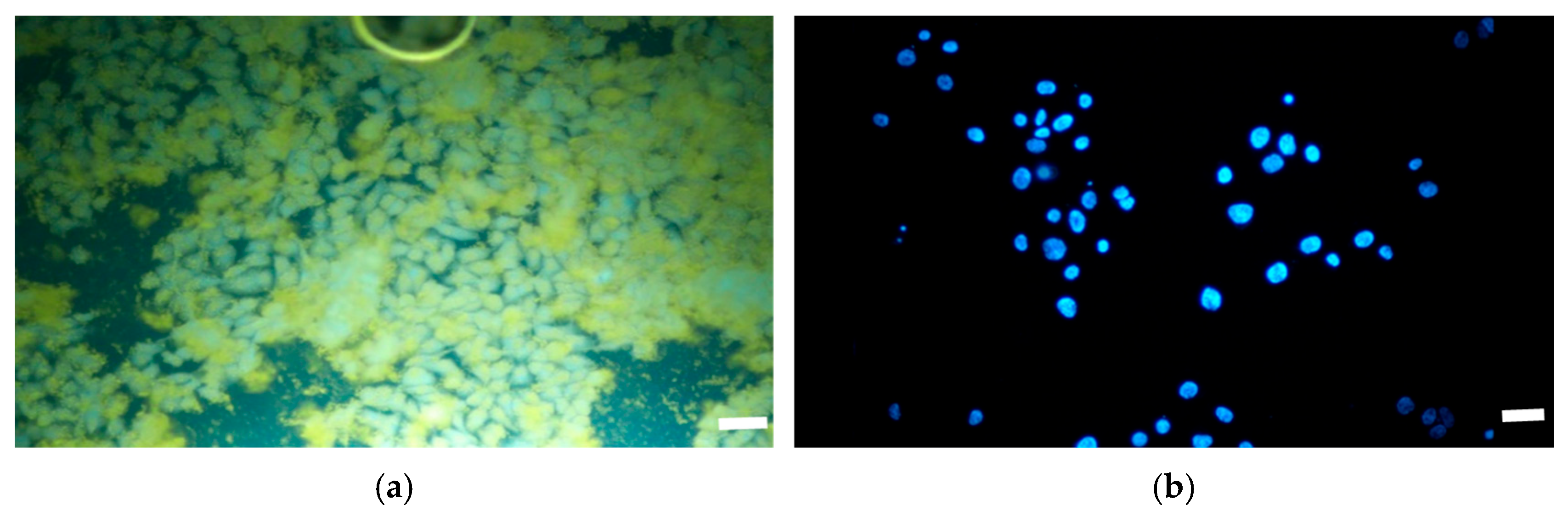 Coatings 15 01086 g011a Coatings 15 01086 g011a