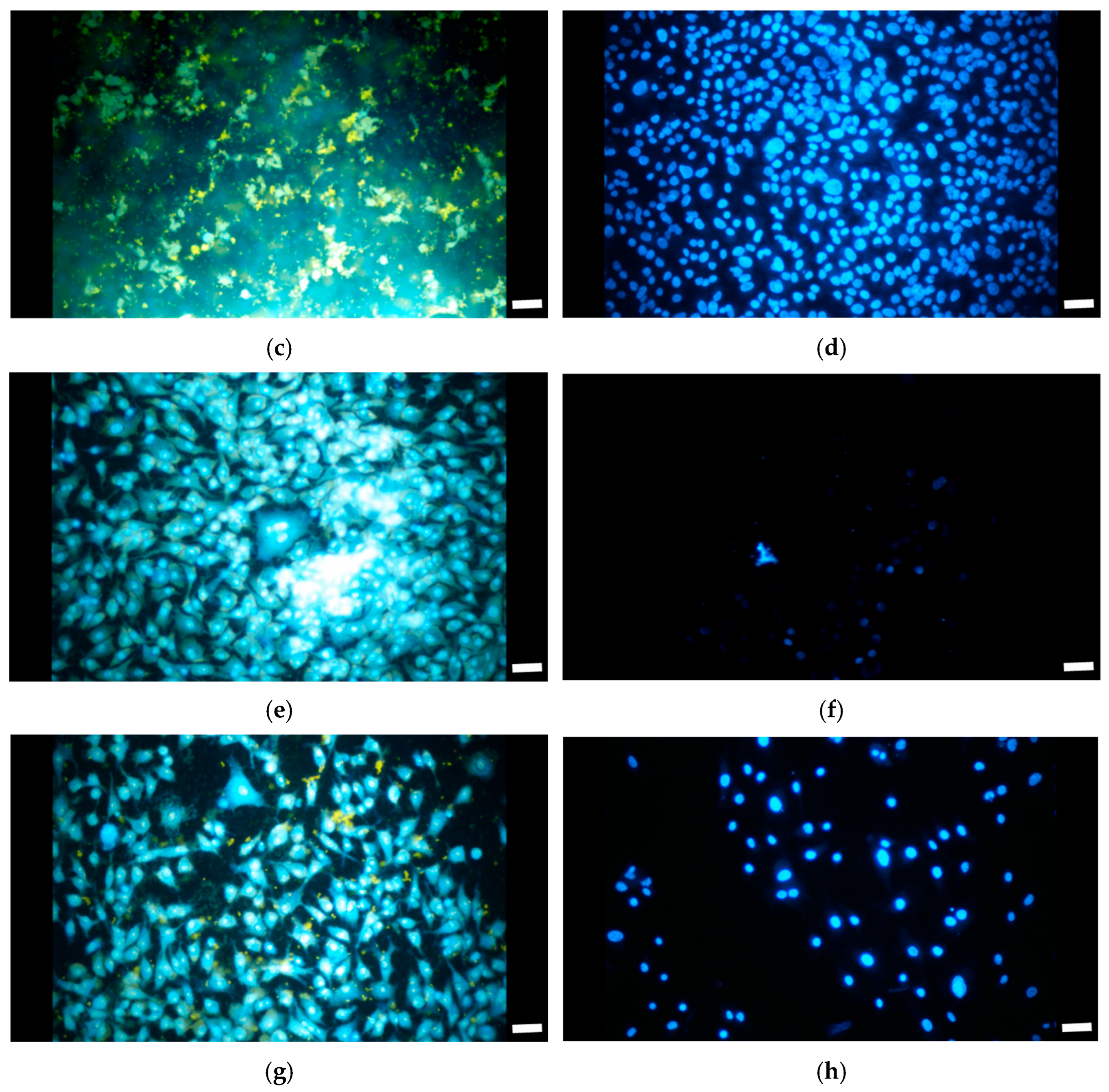Coatings 15 01086 g011b Coatings 15 01086 g011b
