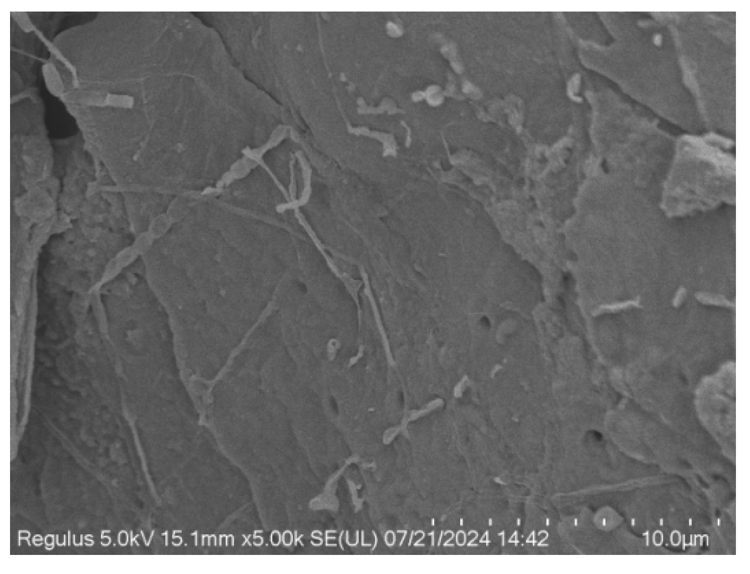 Coatings 15 01094 g003 Coatings 15 01094 g003