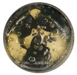 Coatings 15 01101 i002