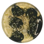 Coatings 15 01101 i011