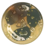 Coatings 15 01101 i012