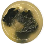 Coatings 15 01101 i013