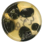 Coatings 15 01101 i014