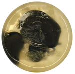 Coatings 15 01101 i015