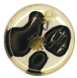 Coatings 15 01101 i016