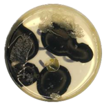 Coatings 15 01101 i018