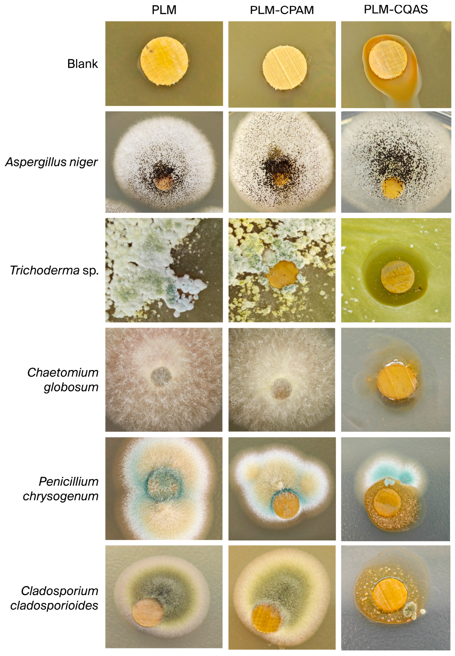 Coatings 15 01178 g008 Coatings 15 01178 g008