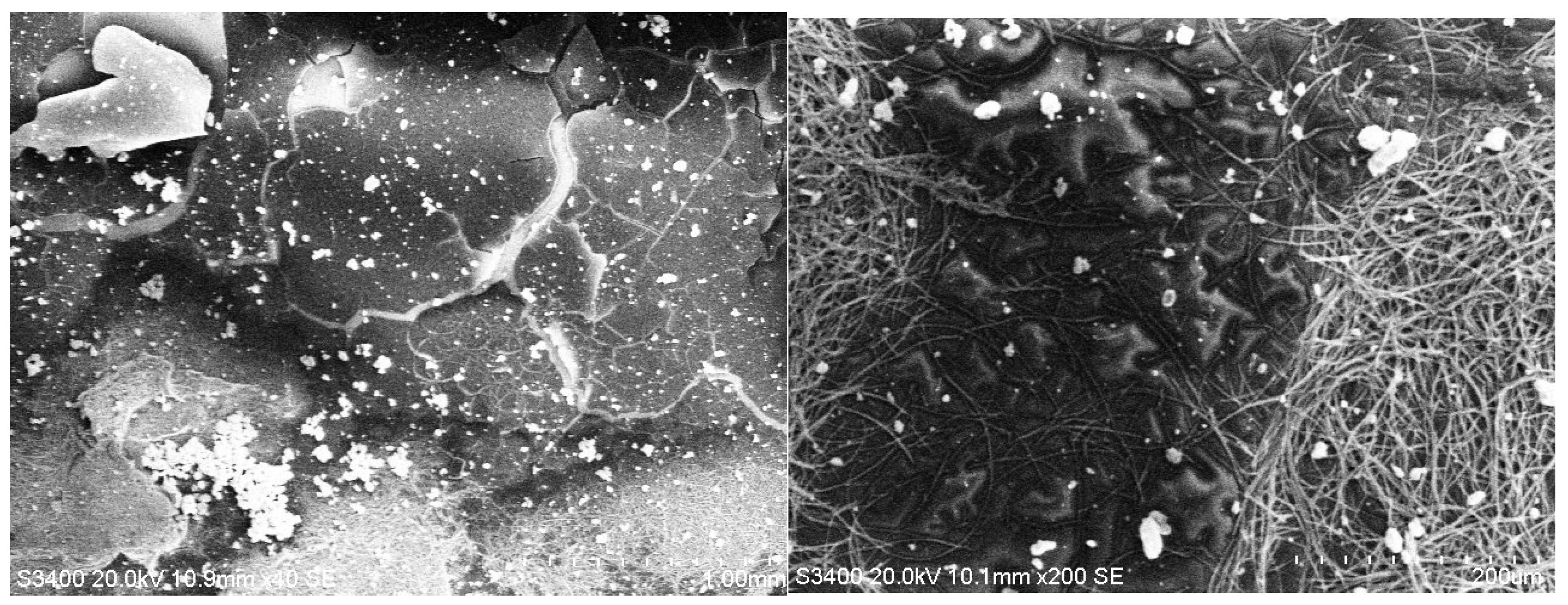 Coatings 15 01211 g016