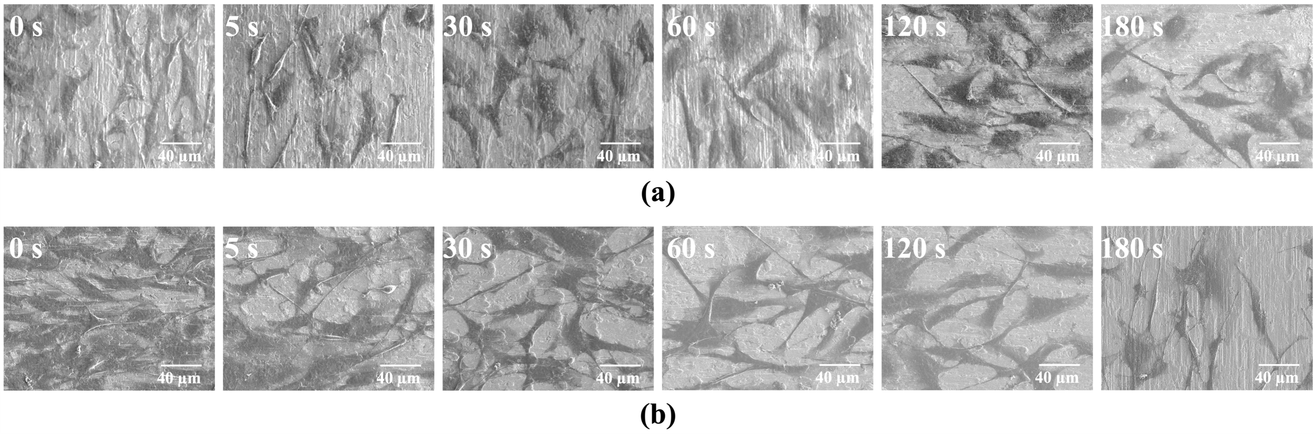 Coatings 15 01286 g009