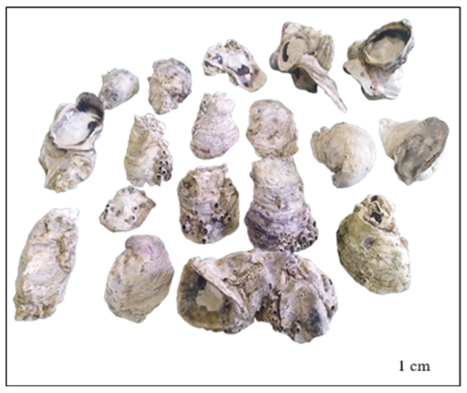 Coatings 15 01303 g001 Coatings 15 01303 g001