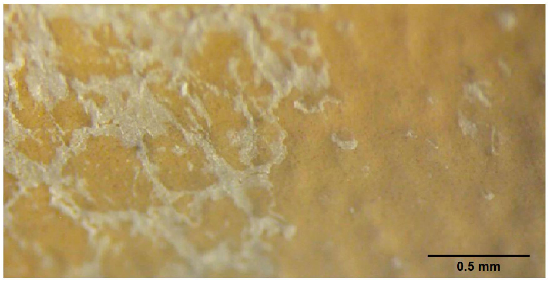 Coatings 15 01365 g003 Coatings 15 01365 g003