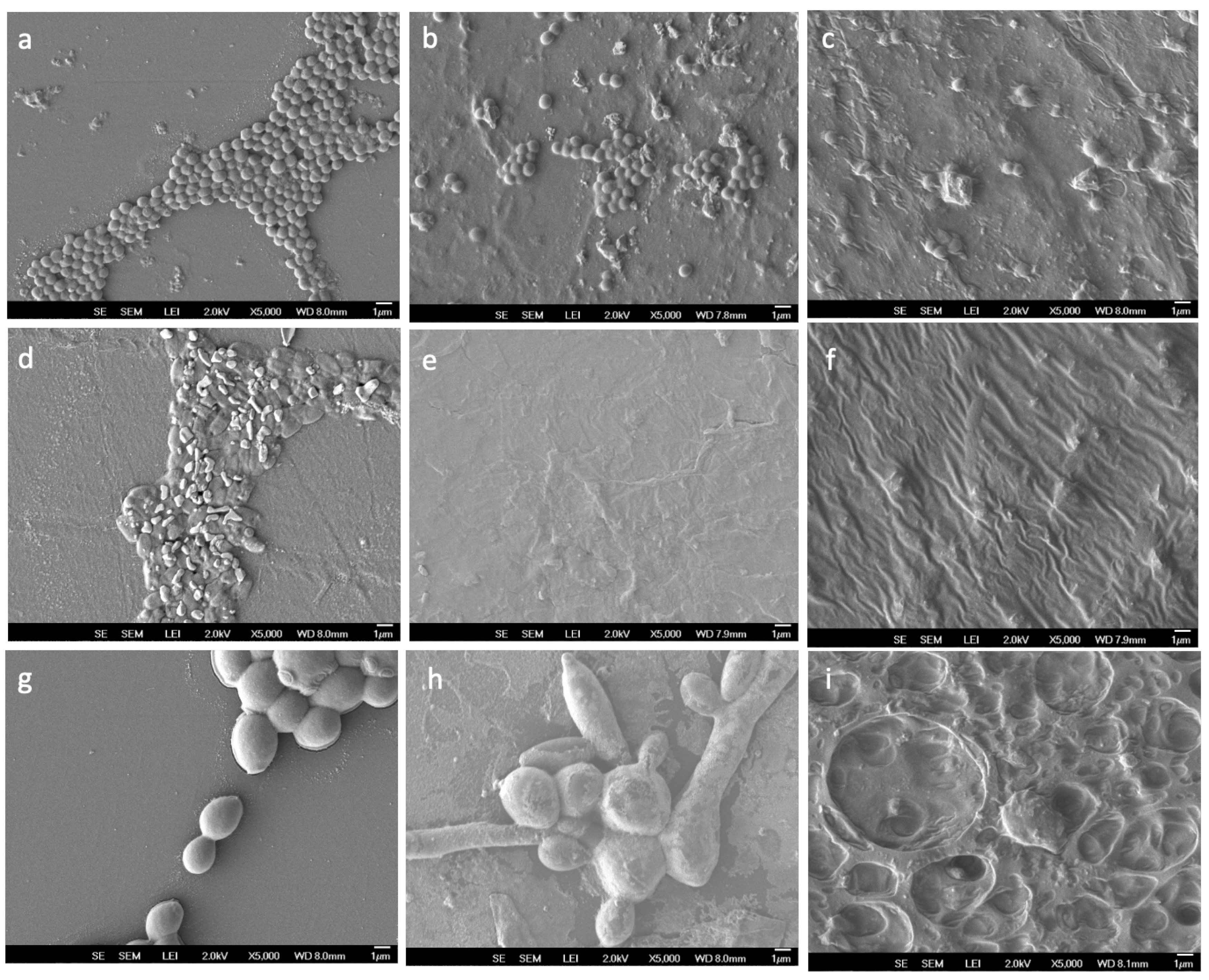 Coatings 16 00124 g004