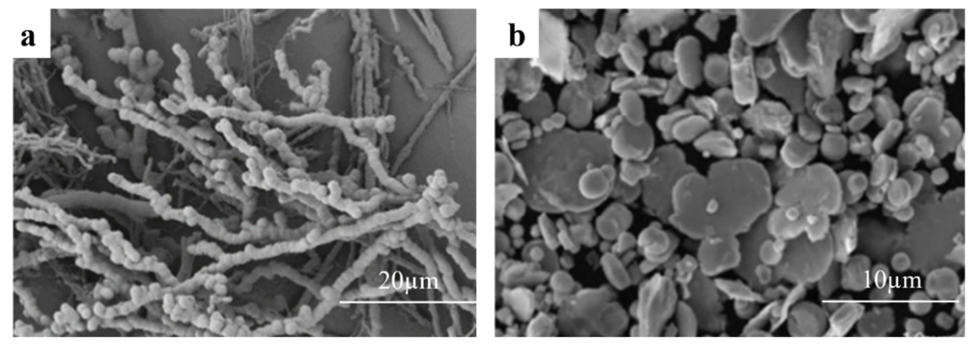Coatings 16 00599 g002