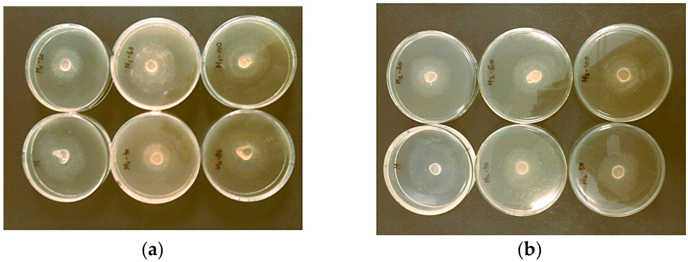 Coatings 16 00657 g007