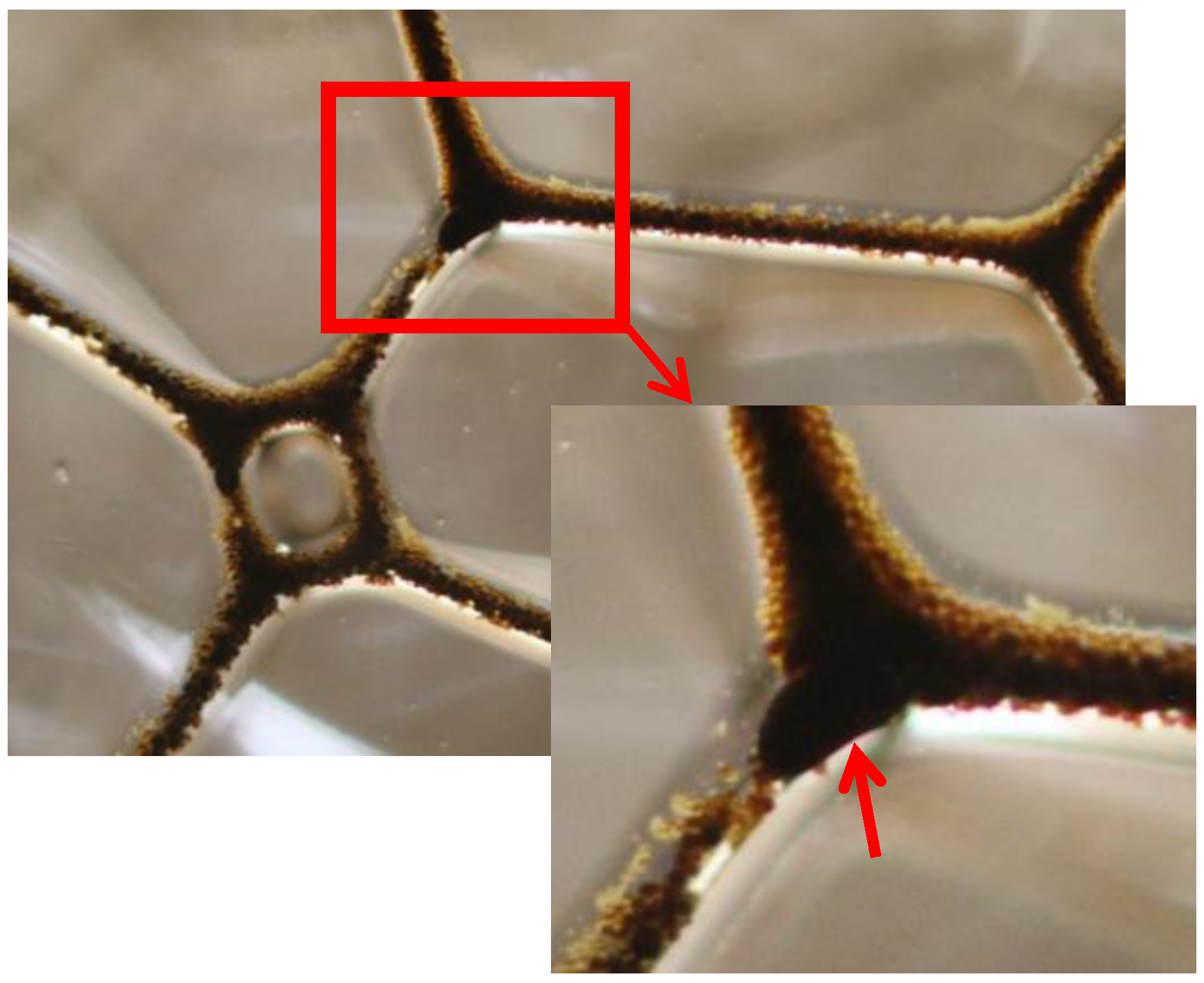 Colloids 02 00038 g008