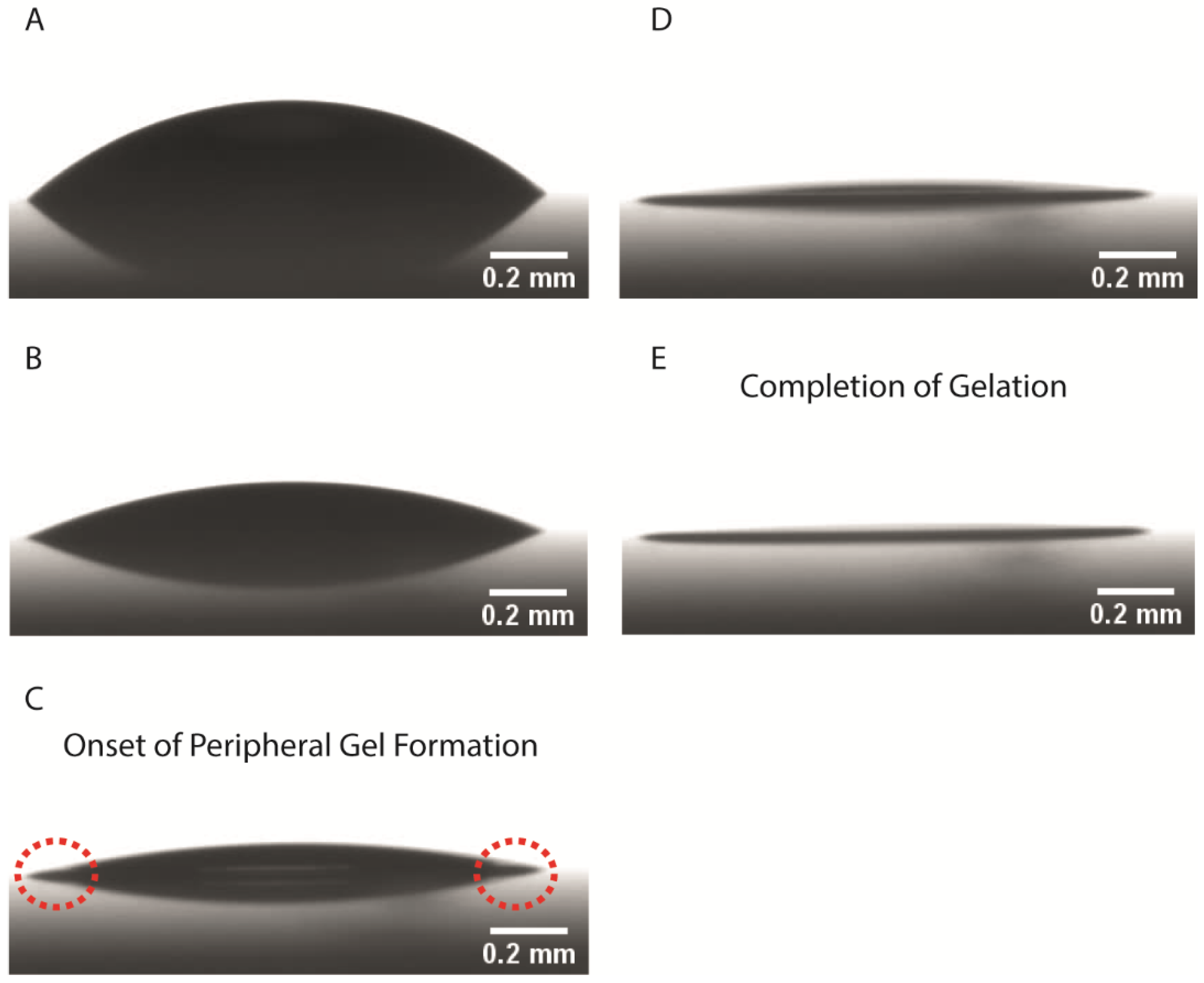 Colloids 05 00043 g004
