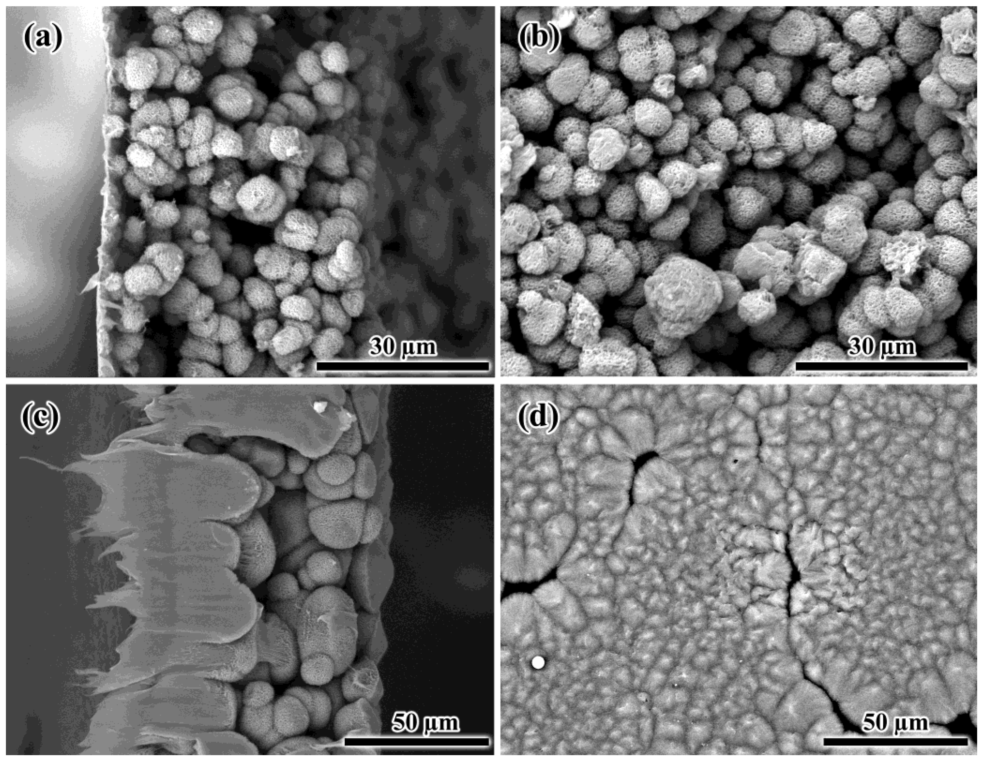 Colloids 07 00010 g007