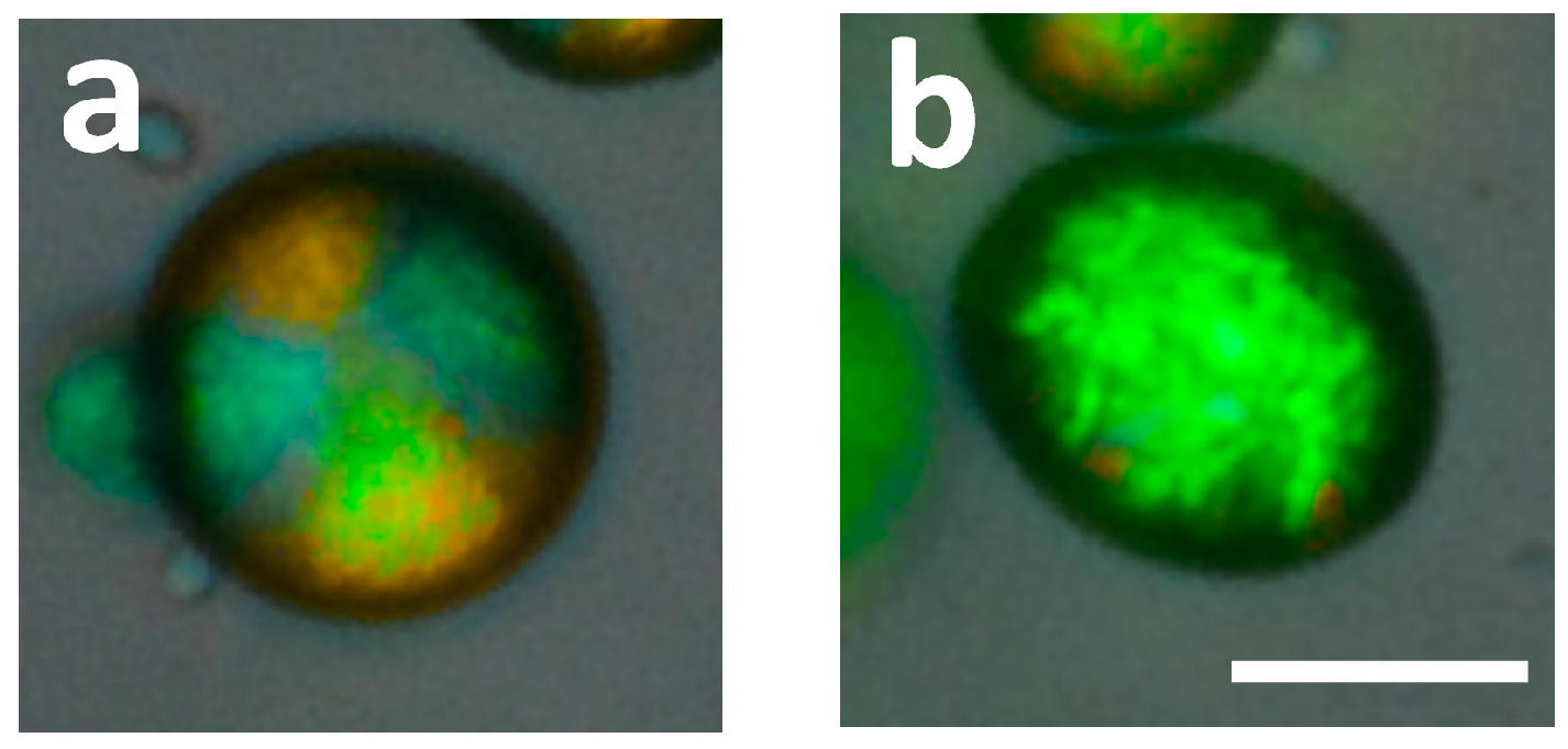 Colloids 07 00022 g0a2 Colloids 07 00022 g0a2