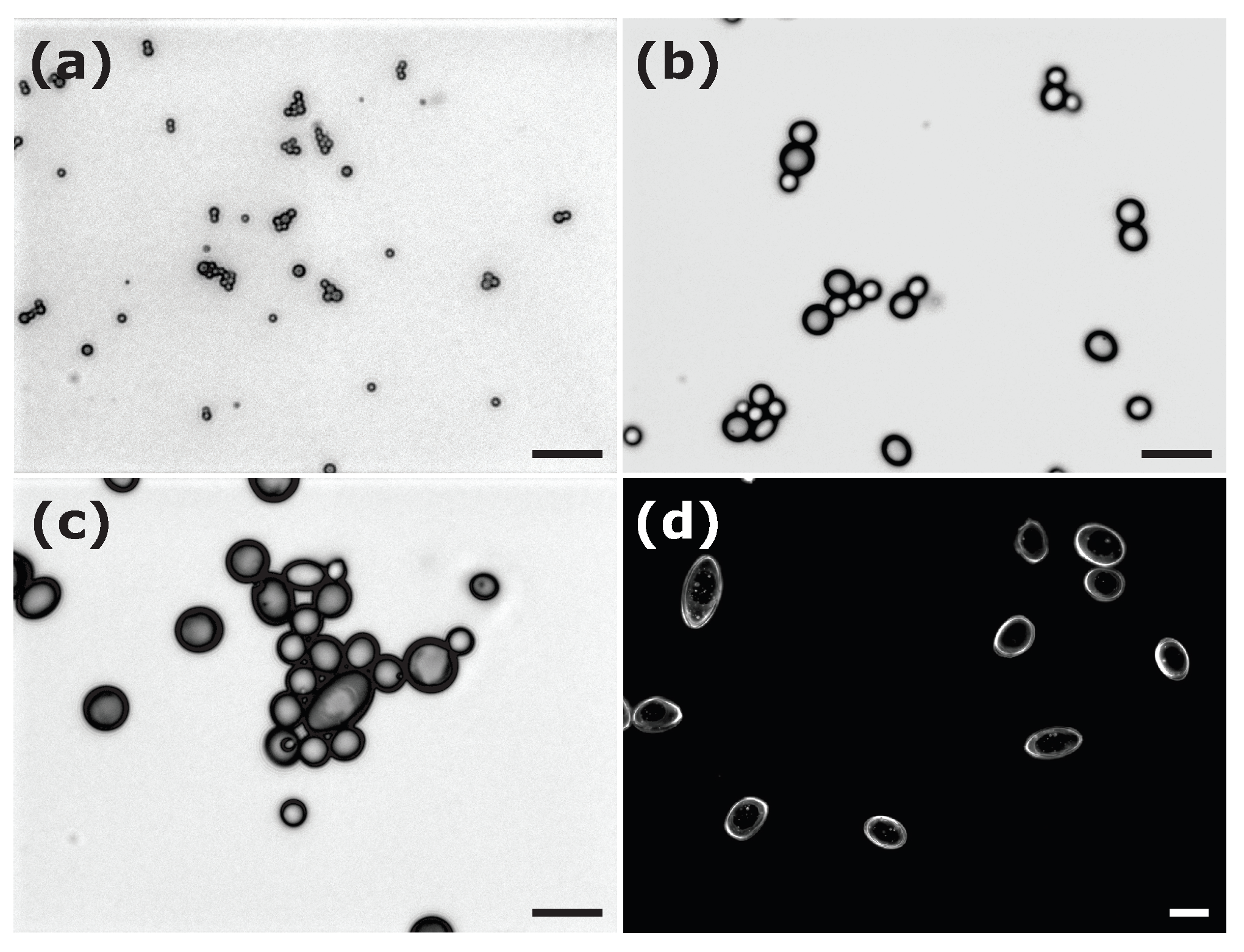 Colloids 07 00050 g006