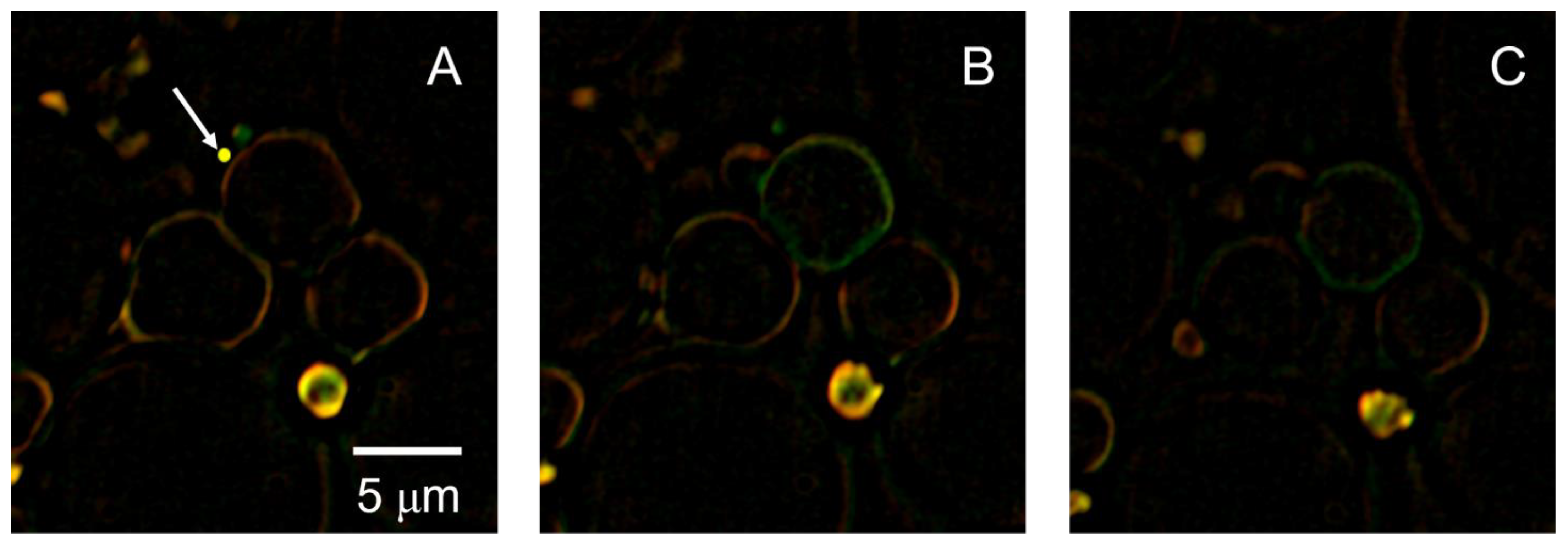 Colloids 07 00060 g004
