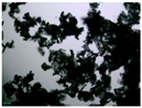Colloids 10 00022 i012 Colloids 10 00022 i012