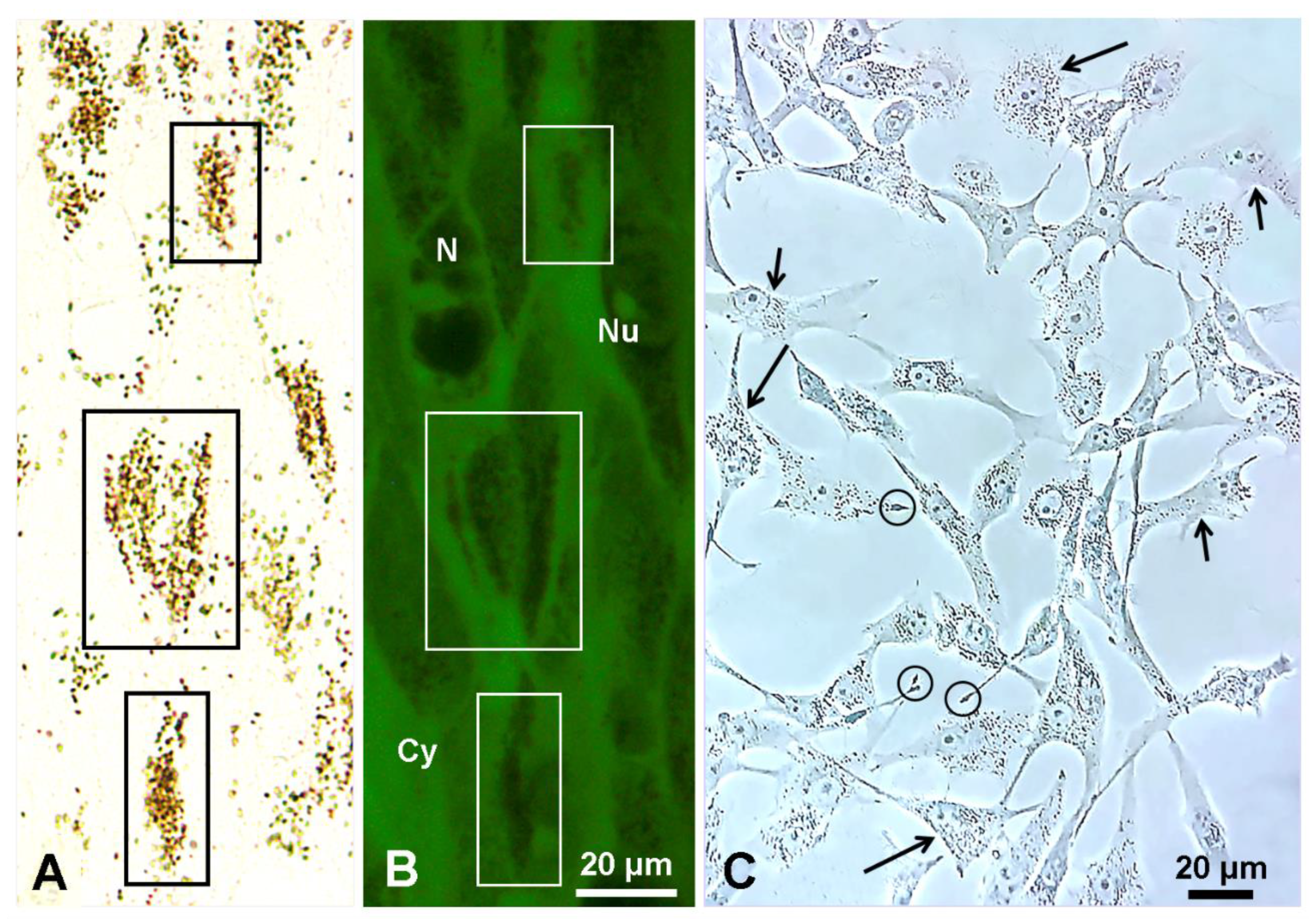Colorants 01 00007 g007