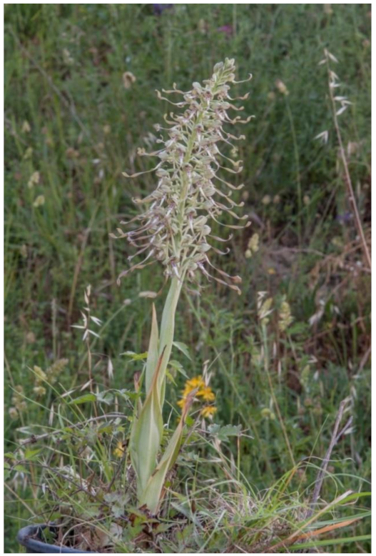 Compounds 01 00015 g001 550