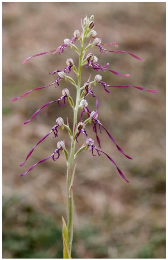 Compounds 01 00015 g002 550