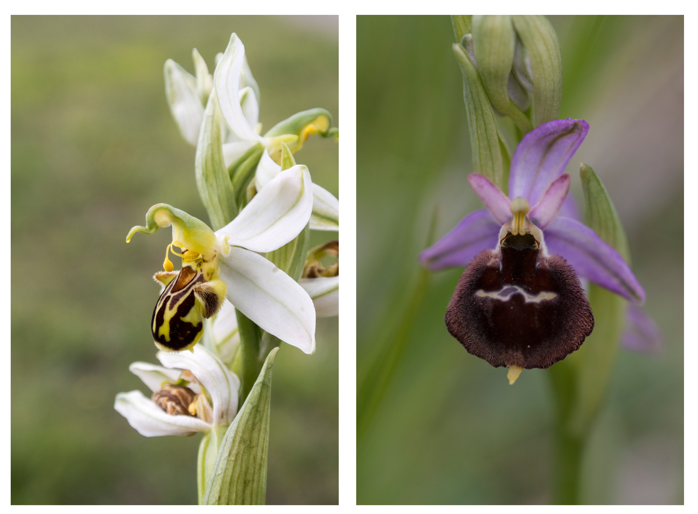Composition of the Scent in Some Ophrys Orchids Growing in 