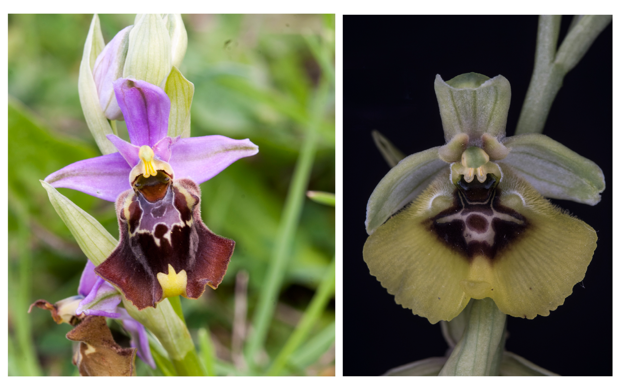 Compounds 03 00041 g003