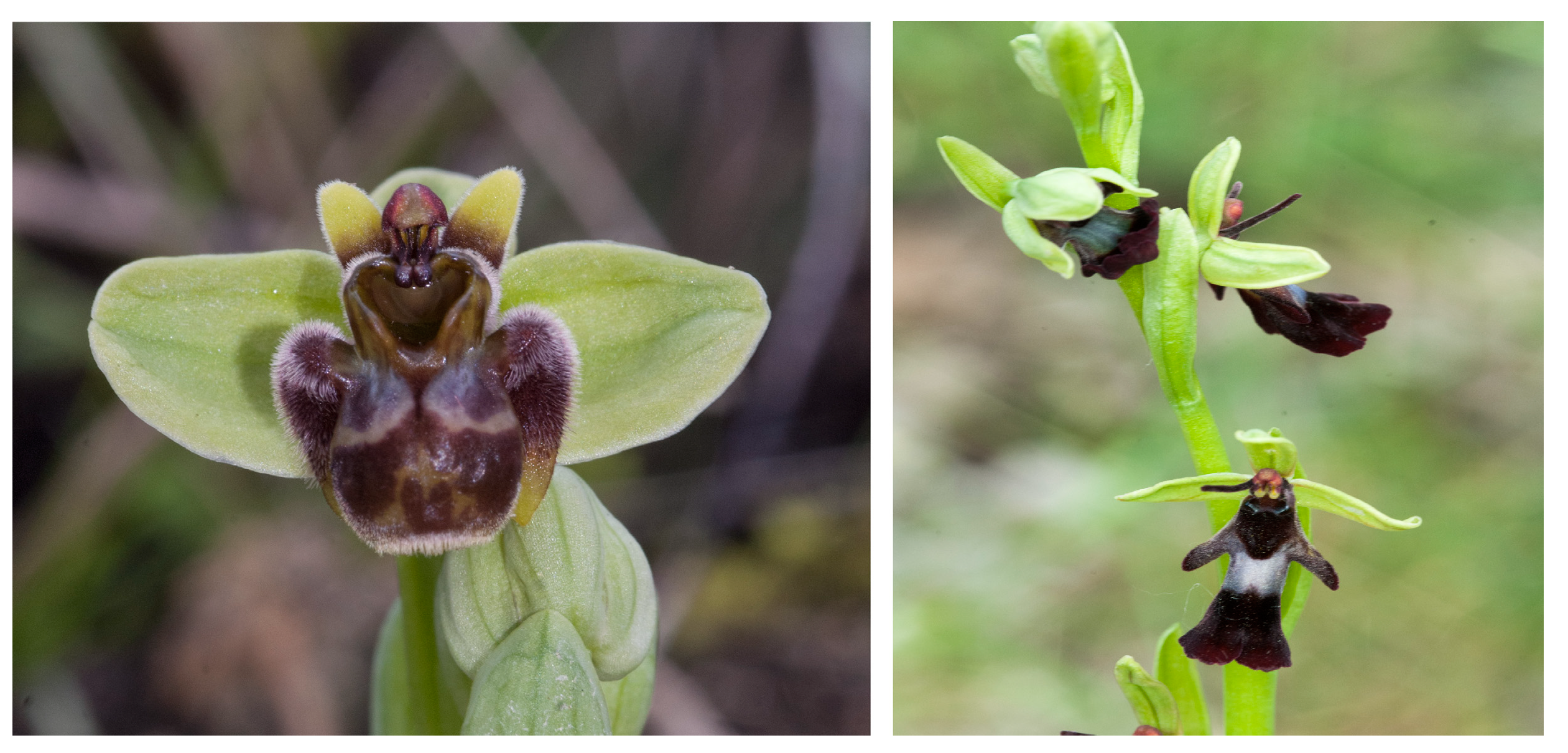 Compounds 03 00041 g004