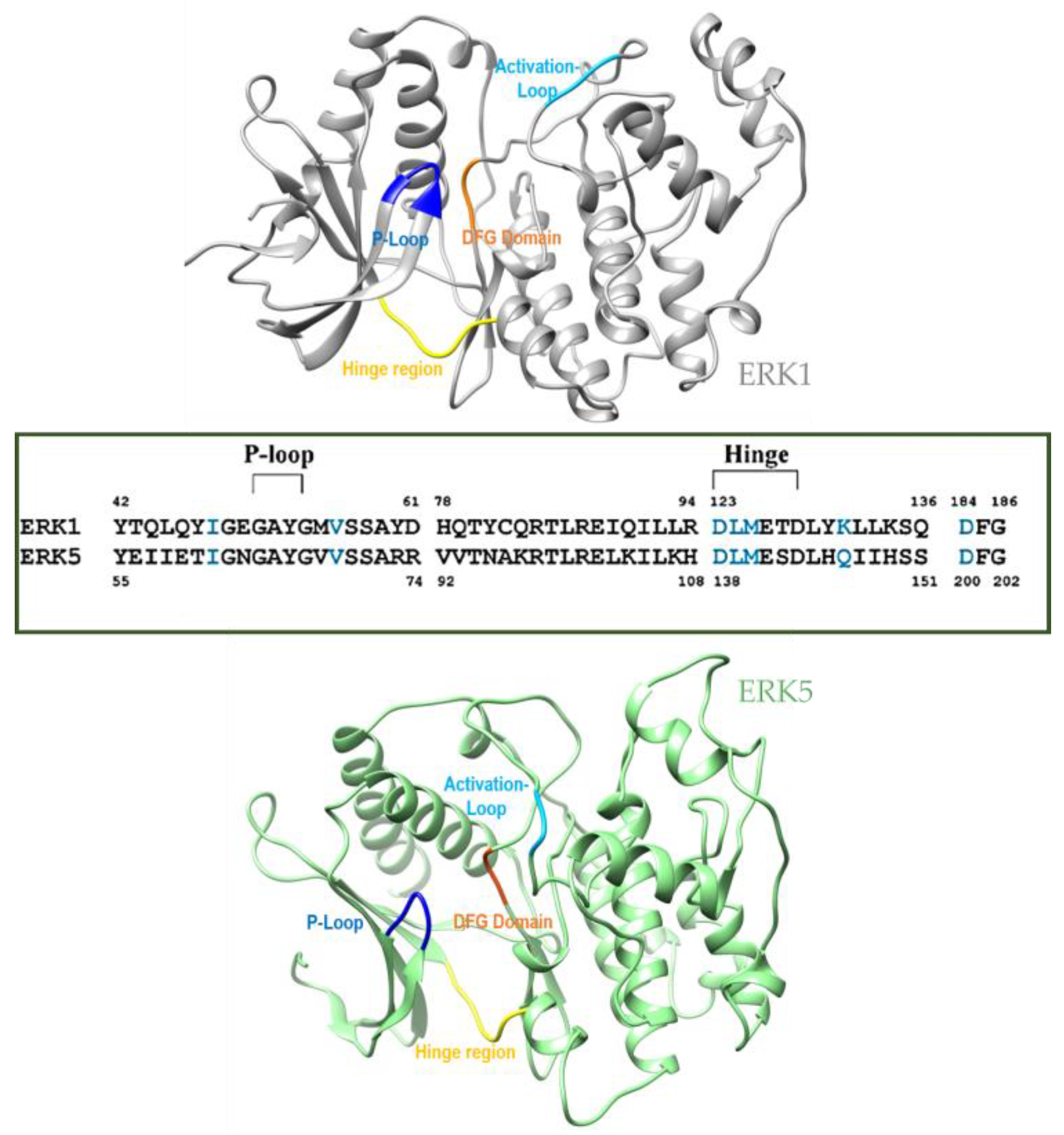 erkページ Phospho-Erk1/2 Pathway Antibody Sampler Kit | Cell Signaling