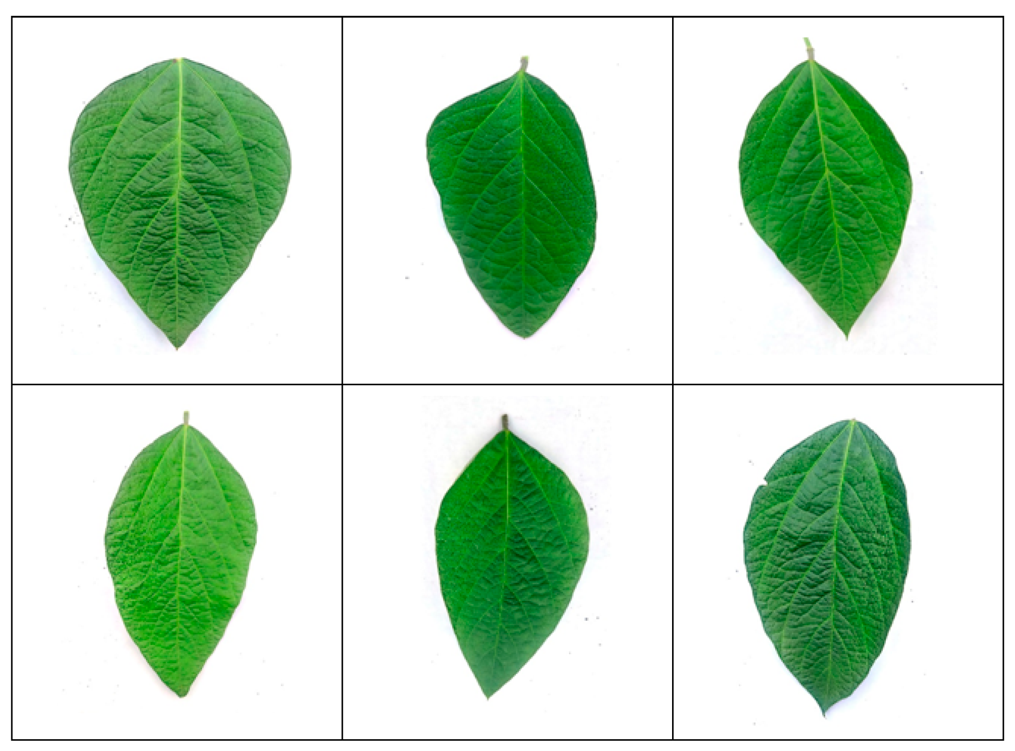 Computation 13 00004 g005