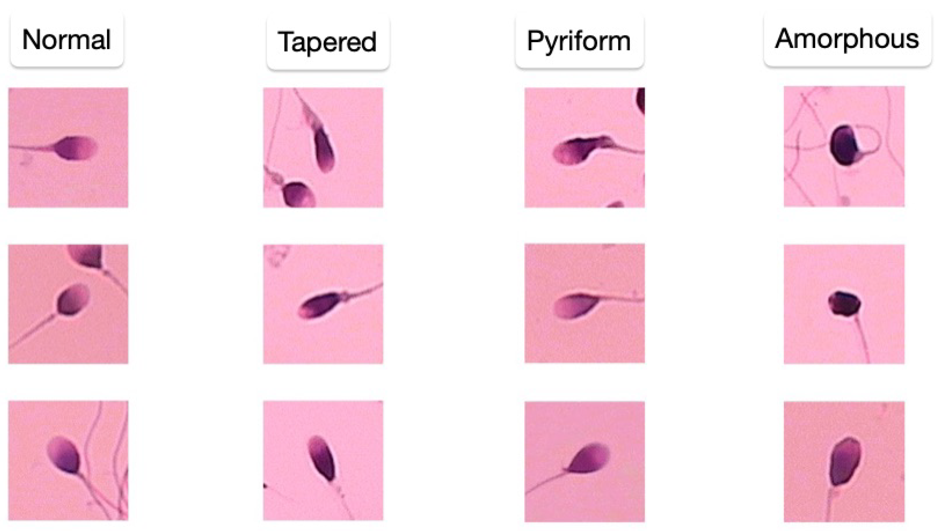 Computation 13 00132 g006