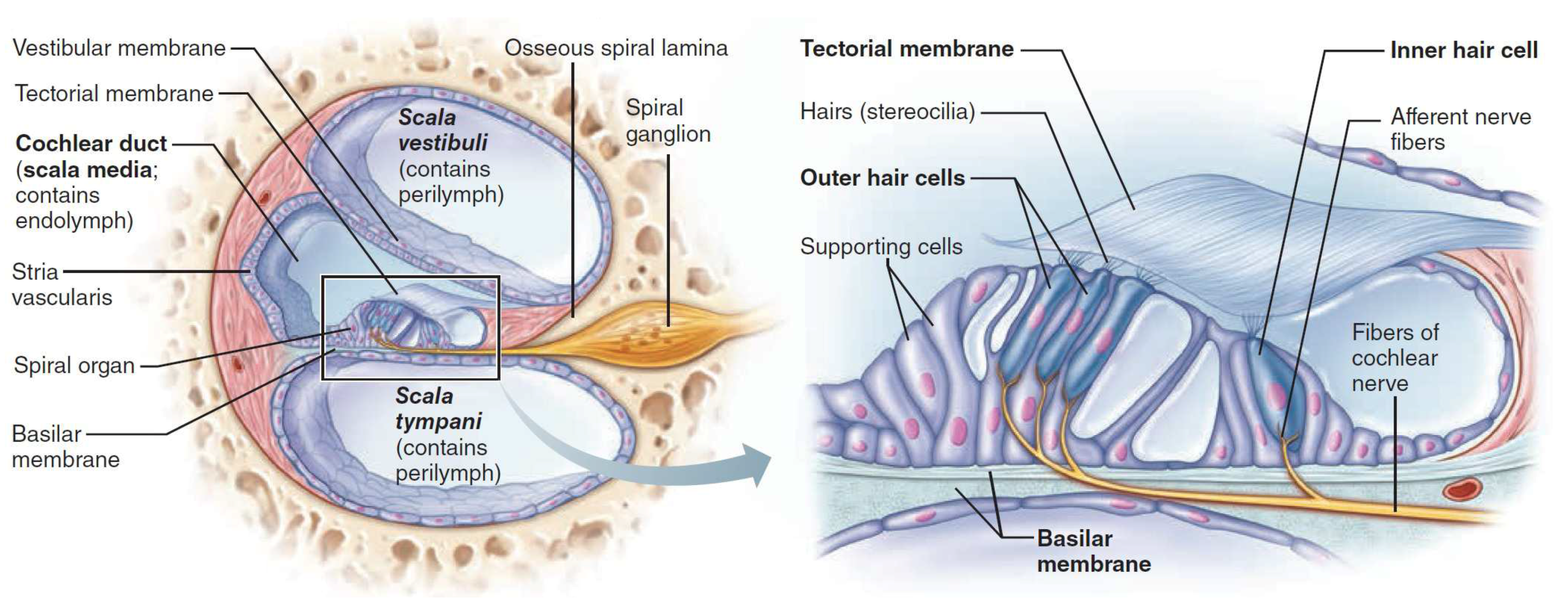 Парс ну. Клетки Гензена. Cochlear Duct. Орган Корти препарат. Волосковые клетки Кортиева органа гистология.