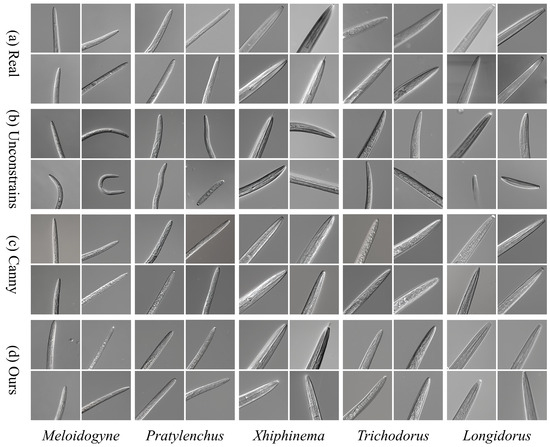 Few-Shot Data Augmentation by Morphology-Constrained Latent