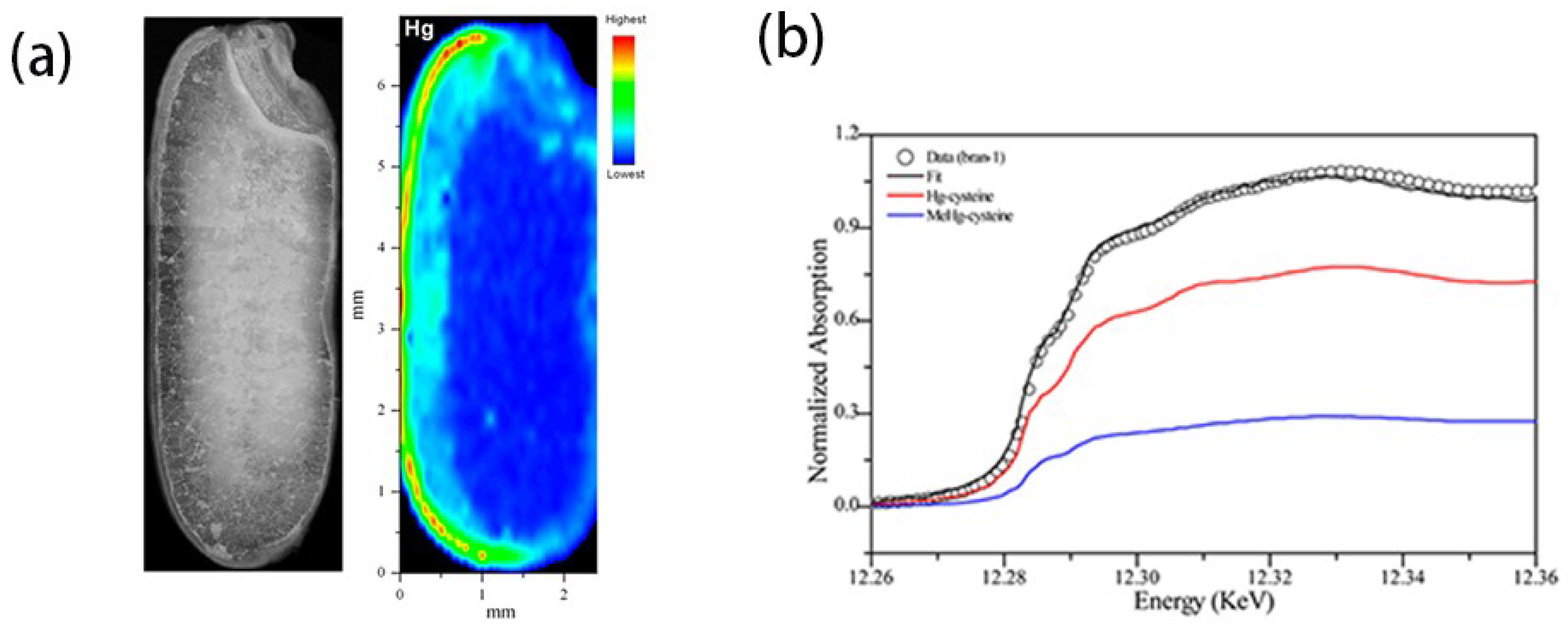 Condensedmatter 03 00029 g003 Condensedmatter 03 00029 g003