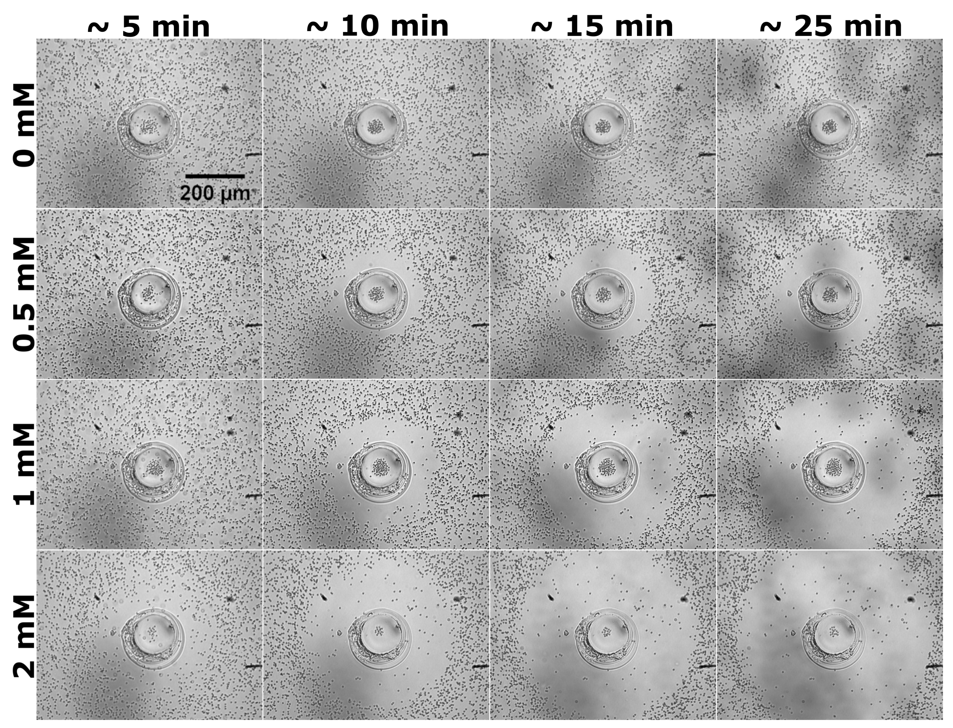Condensedmatter 04 00073 g001