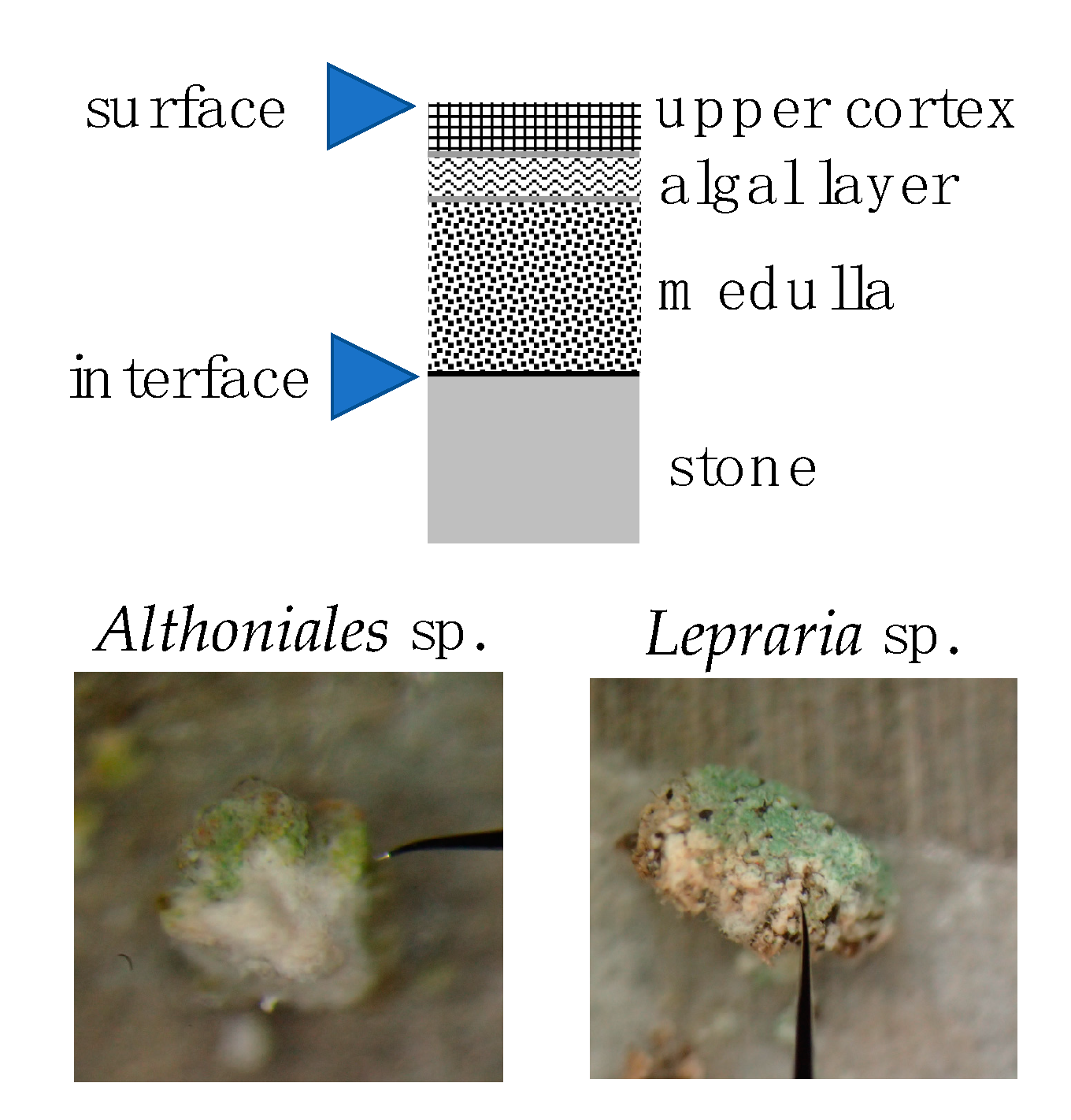 Condensedmatter 05 00028 g003 Condensedmatter 05 00028 g003