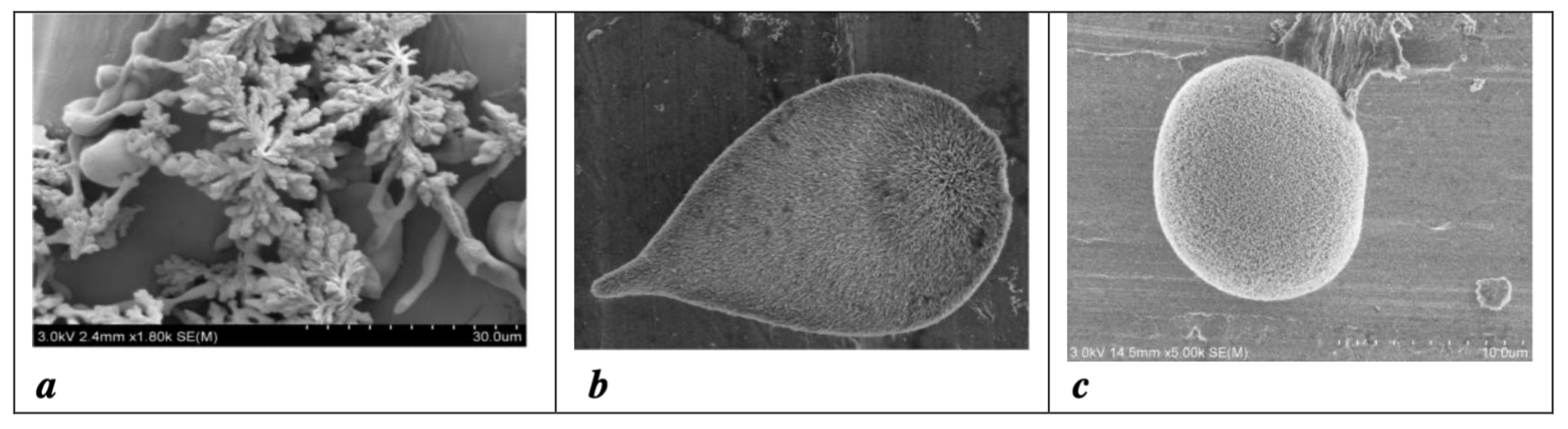 Condensedmatter 09 00029 g006