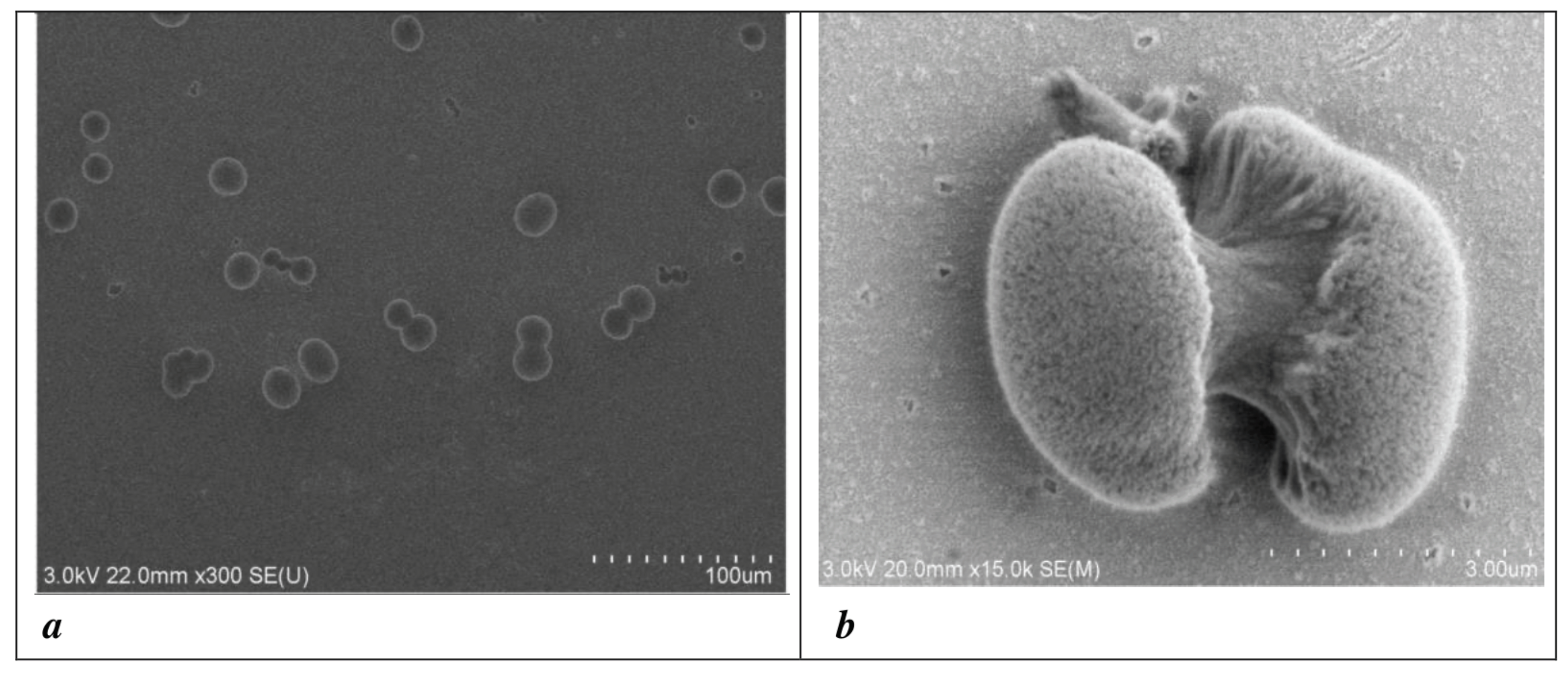 Condensedmatter 09 00029 g007