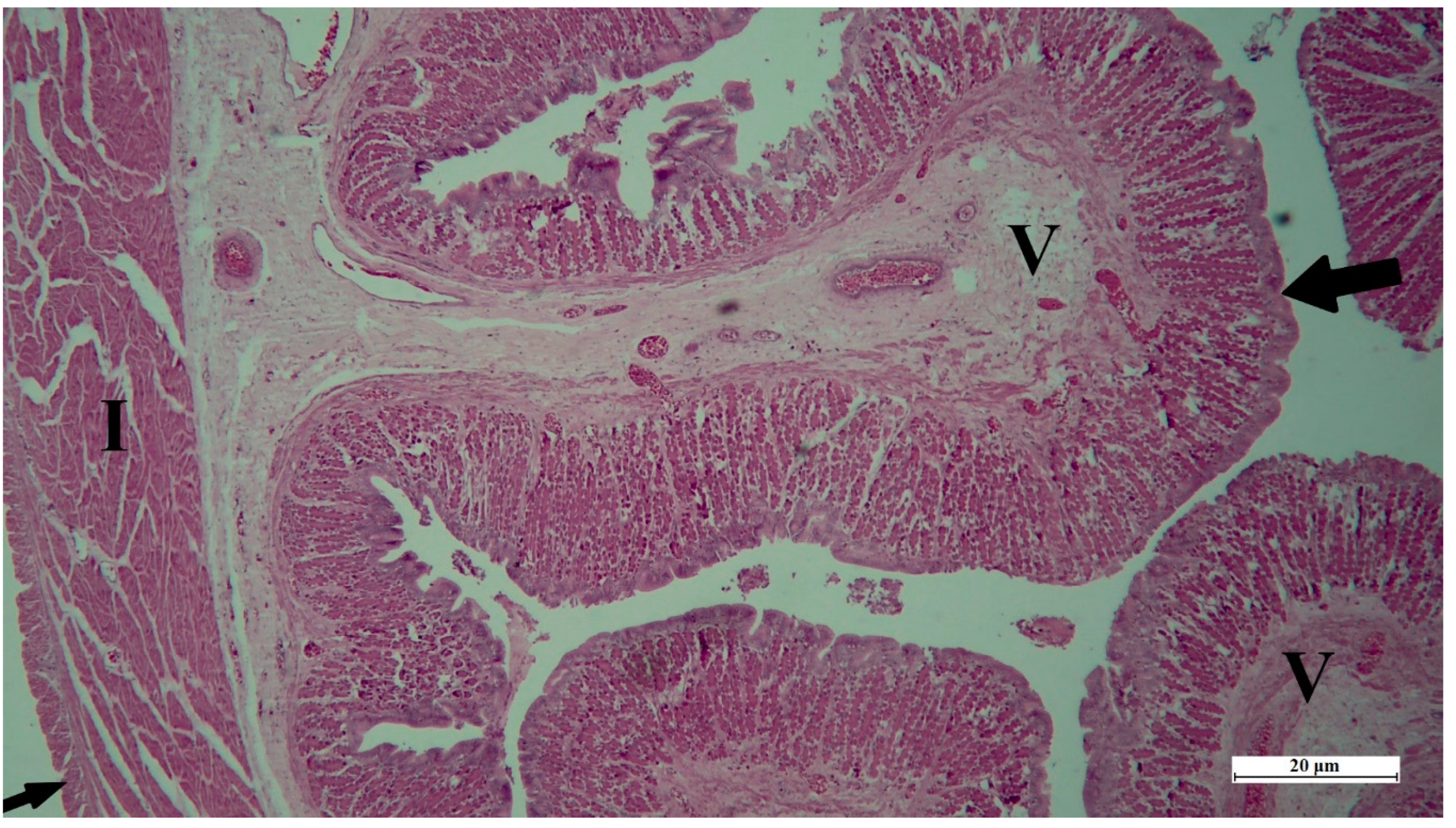 Conservation 03 00013 g005 Conservation 03 00013 g005
