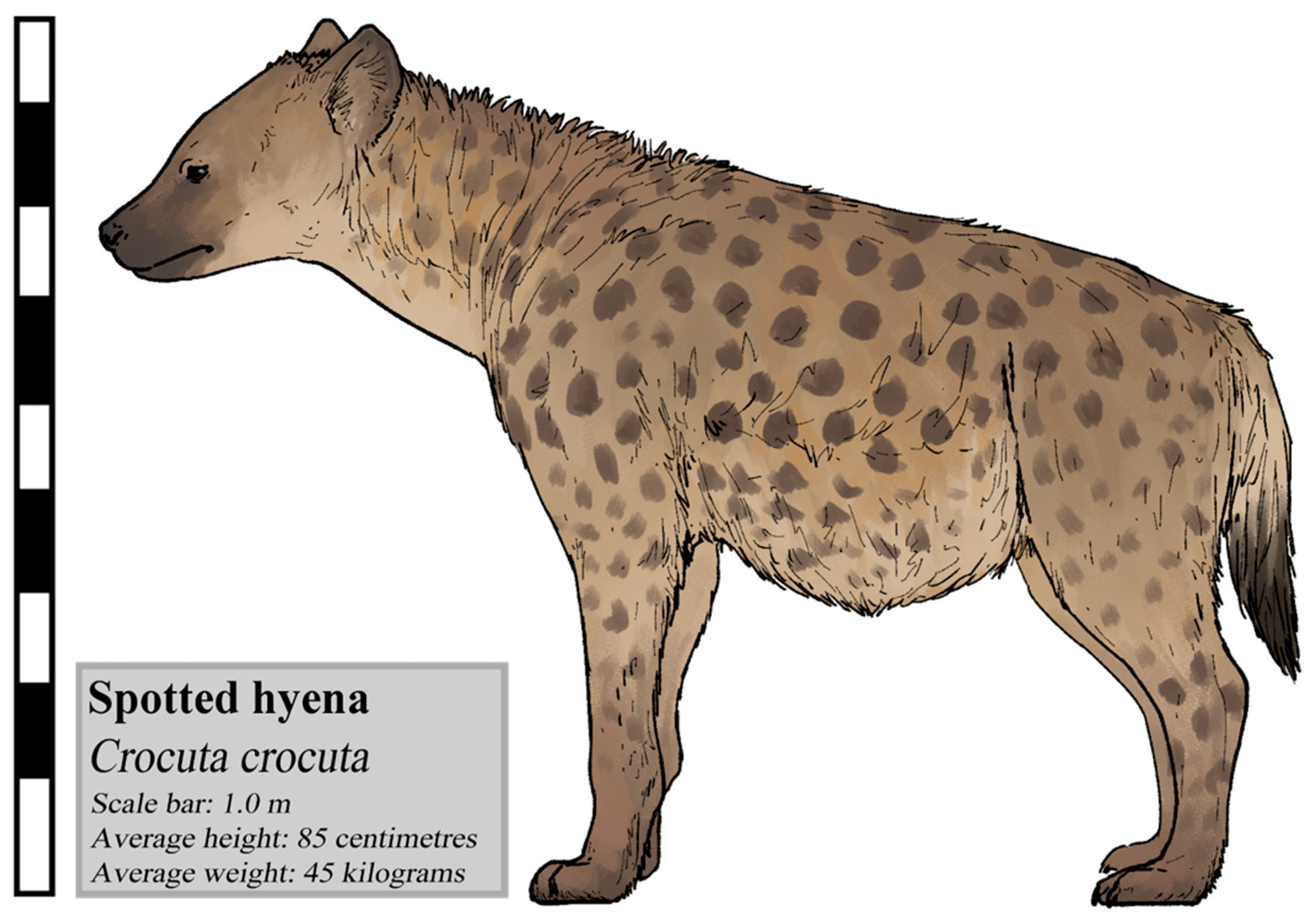 The Hyena Who Lost Her Laugh: A Story about Changing Your