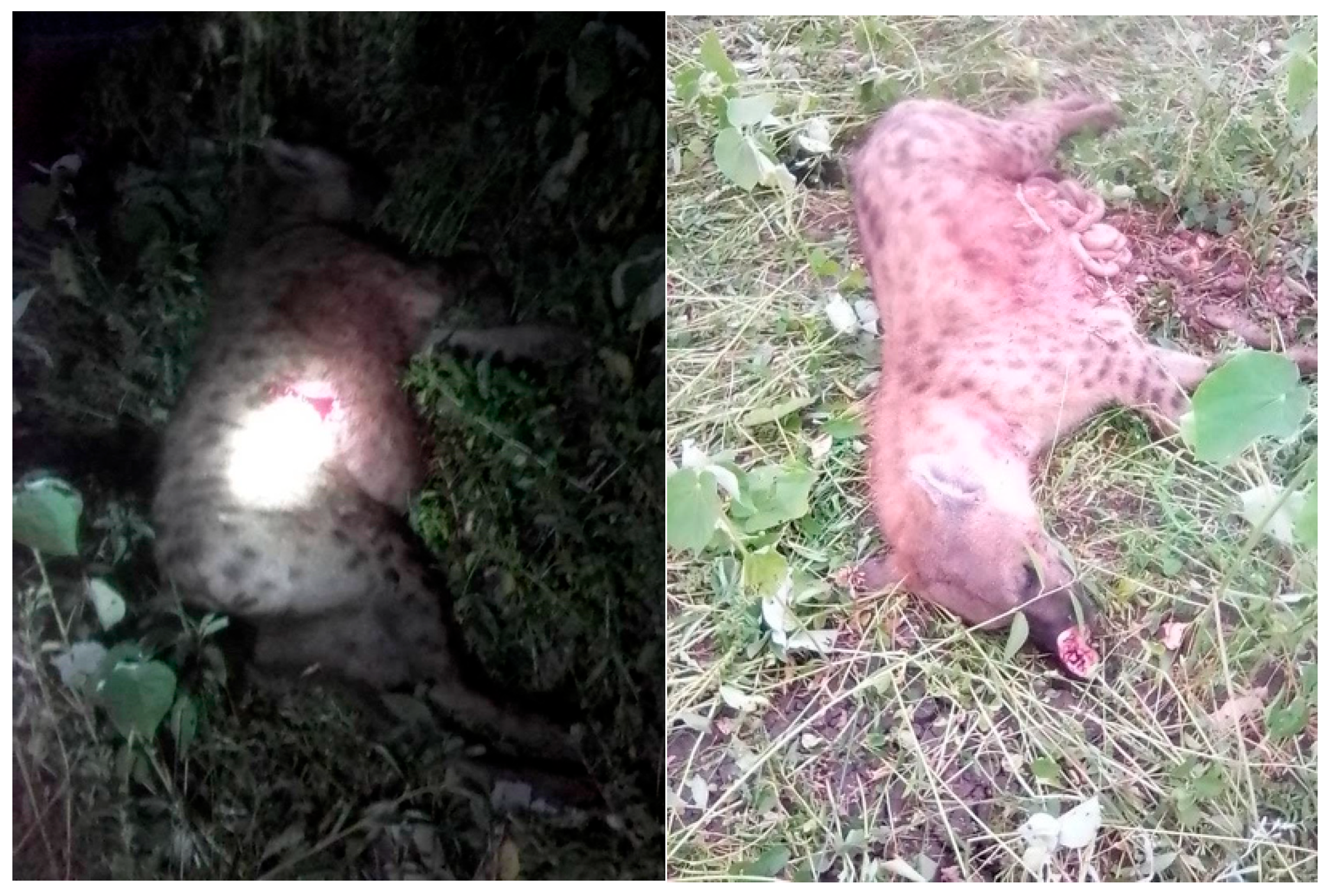 Conservation 04 00008 g004