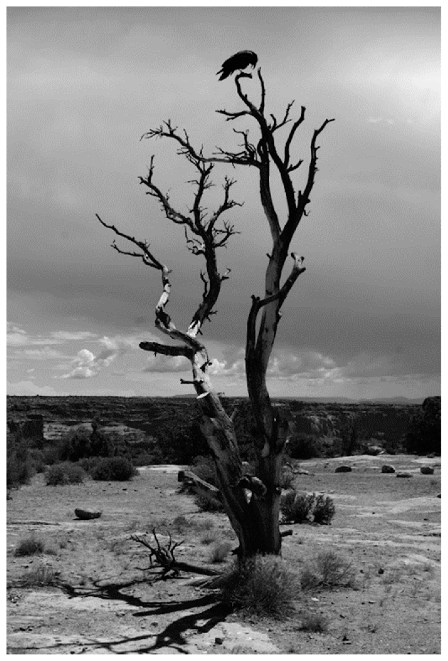 Conservation 04 00017 g003 Conservation 04 00017 g003