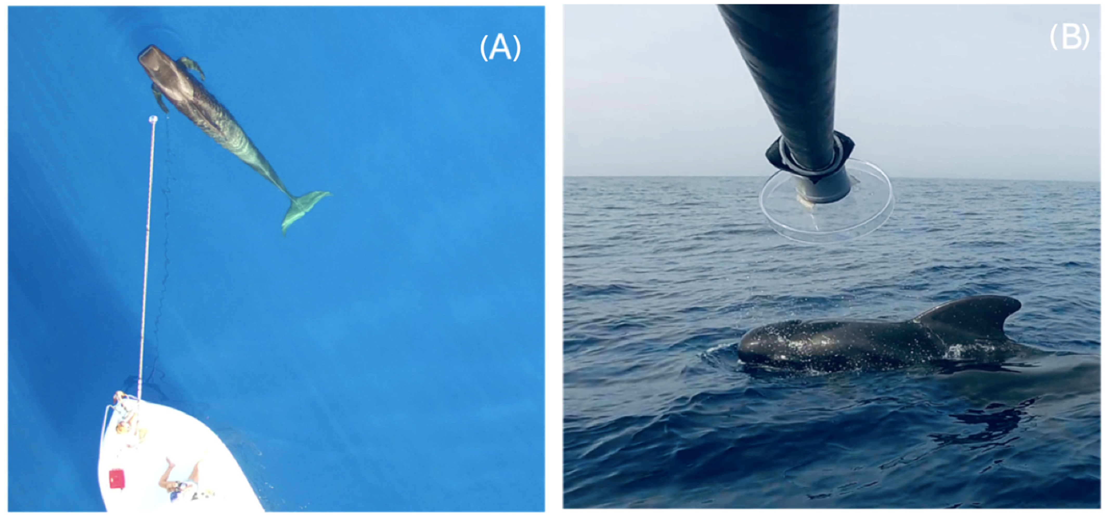 Conservation 04 00051 g001